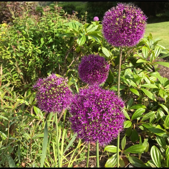 Meet your Posher, Hannah - Picture 1 of 1